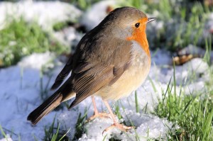 Christmas Robin