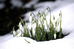 snowdrops