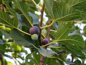 fig tree